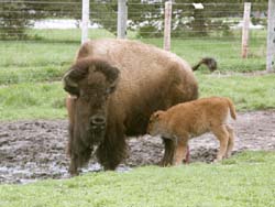 And the first calves of the season offered a heartwarming touch to the day.