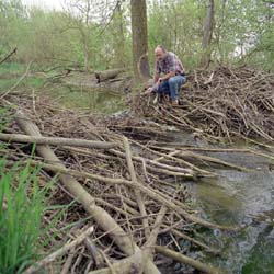 Beavers harvest prodigious amounts of wood for food, then use the leftovers to build lodges and dams. Because Fermilab has flat topography and lots of surface water, beavers frequently build dams on the site. A typical dam holding back a foot of water can result in acres of dry land becoming a pond bottom.