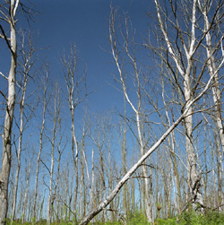 This Cottonwood grove at the southern end of the Tevatron ring would choke out the prairie if ELM hadnt intervened.