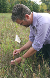 Bob Lootens and Tom Peterson used the white markers to indicate the location of violets.  Doug Taron carefully placed each of the forty caterpillars on its own violet leaf.