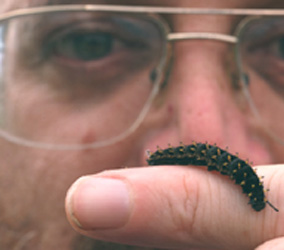 Doug Taron holding Silver-bordered Fritillary caterpillar.