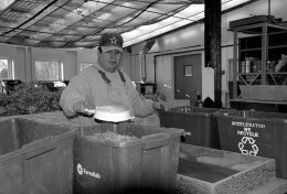 The Fermilab greenhouse is filled with containers of prairie plants that volunteers picked during the harvests in the fall. Joe Trevino, of Roads & Grounds, sifts the dried plants by hand, which is one of several steps of cleaning seeds.