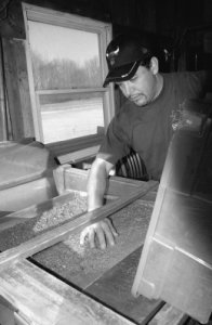 Fermilab's Road & Grounds Department uses sifting mills and air pressure mills to extract the pure prairie seeds from the rest of the plant. Martin Valenzuela, who has seed harvesting down to a science, said, 'Once the flowers are in bloom and you see the beauty of the prairie, that is your reward.' 