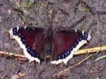 Mourning Cloak