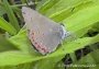 Coral Hairstreak