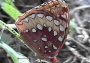 Sprangled Fritillary