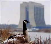 Canada Goose (Branta canadensis)