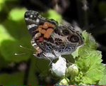 American Painted Lady