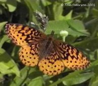 Meadow Fritillary