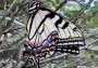 Tiger Swallowtail