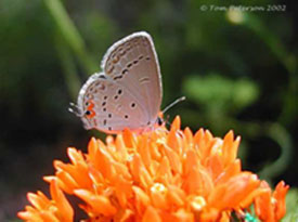 Eastern Tailed-Blue
