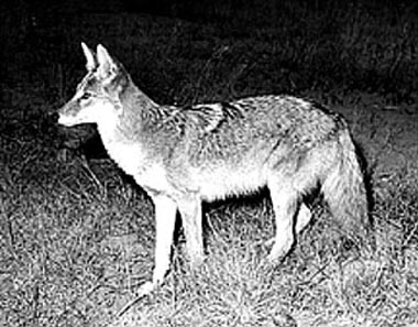 Coyote